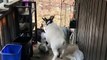 Goat Faints and Falls From Porch