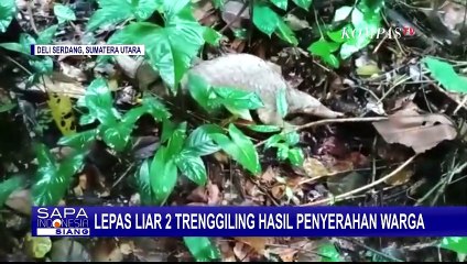 Kesadaran Warga Untuk Serahkan Trenggiling Diapresiasi BBKSDA Sumatera Utara