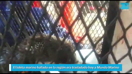 El lobito marino hallado en la región era trasladado hoy a Mundo Marino