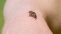 حقيقة العلاج بقرص النحل.. ردود أفعال كوميدية و«طبيب يحسم الأمر»