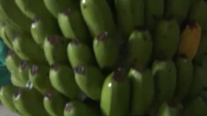 Nueva etiqueta para los plátanos de La Palma