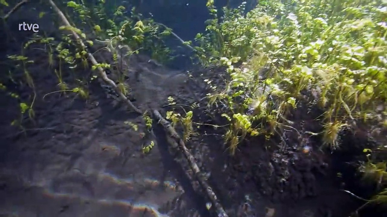 El río invisible. Bajo el agua entre la Selva Negra