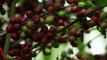Climate Change May Soon Make Coffee Taste Bad