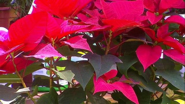 bd-publireportaje-evergreen-081121