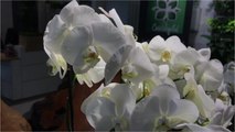 Etienne Wirth - Tout savoir sur les orchidées