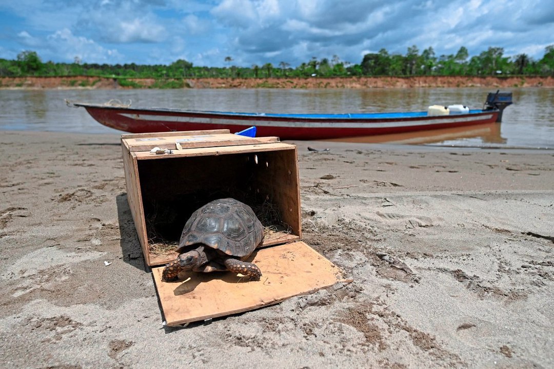 Amazonaspakt: 40 Schildkröten in Kolumbien freigelassen
