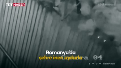 Romanya'da anne ayı ve yavrusu şehre indi, ortalık karıştı