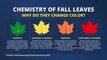 Science Sundays: Why Do Leaves Change Color in Autumn