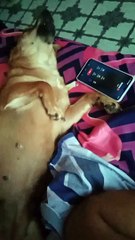 Dogs Reacting to Owners Voice Over the Phone