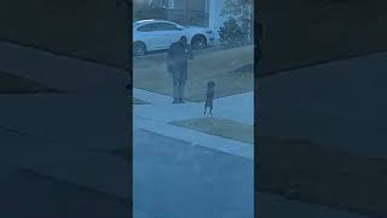 Dog Takes A Walk on Two Legs