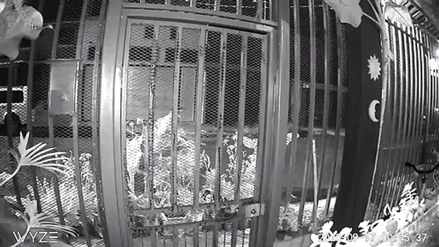 ext-video-cortesia-mayden-chamorro-110821