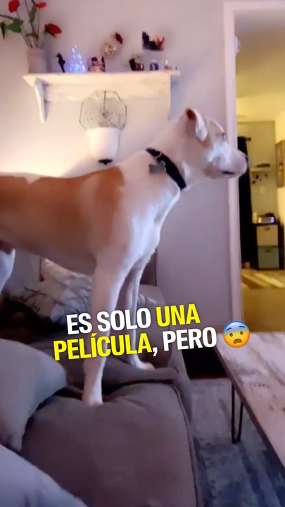 Este perrito se asusta cuando ve que los perritos de la película están en acción