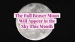 The Full Beaver Moon Will Appear in the Sky This Month