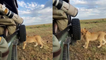 'Kenya: Young lion interrupts a safari to feast on spare tire *SURREAL MOMENT*'