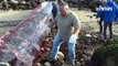 Calais : une baleine échouée dans le port remorquée pour être autopsiée