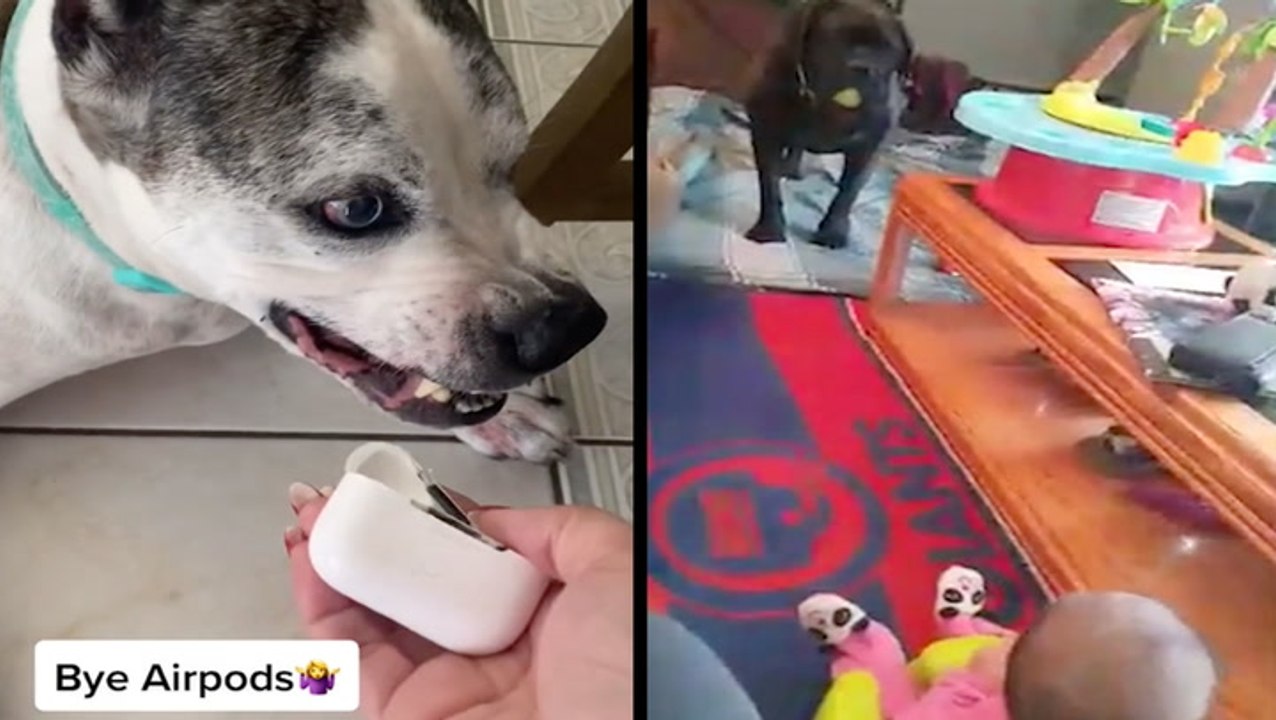 Joker Doesn't Want The Lecture & 'Rollie The Ball!'