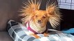 Eevee the Long-Haired Chihuahua with Static Ear Hair