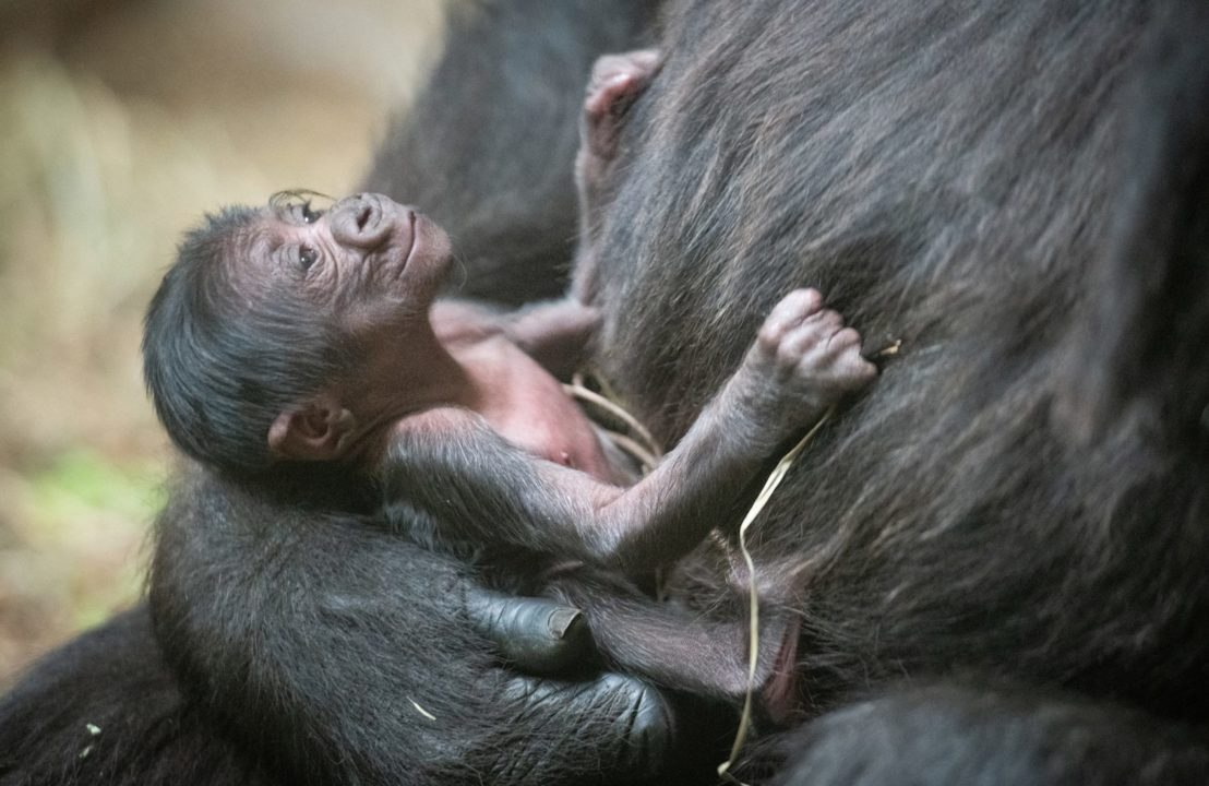 Cleveland Zoo Welcomes Its First-ever Baby Gorilla