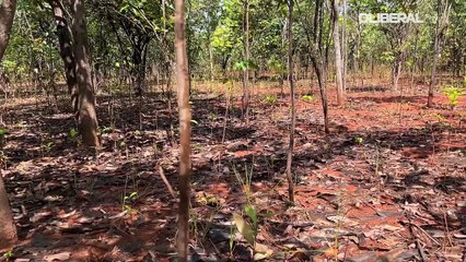 Lago que recebeu rejeitos de bauxita de bauxita por dez anos vai ganhar 25 mil mudas de plantas este ano