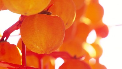 '감의 고장' 충북 영동군, 감산업 특구 2024년까지 연장 / YTN