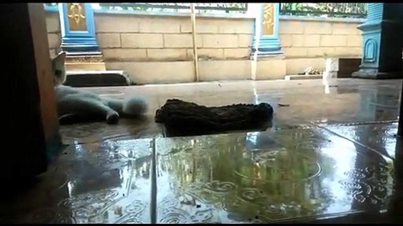 Nyimeng Marah, karena wilayah kekuasaannya dimasuki  - AninditaMadiun