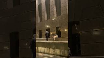 Dog Hops In Every Archway