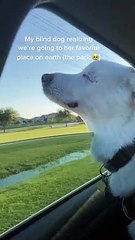 Kida, a Female Dog 🐶