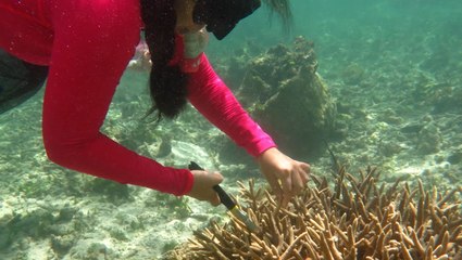 Researchers are busy growing coral on a remote Pacific Island