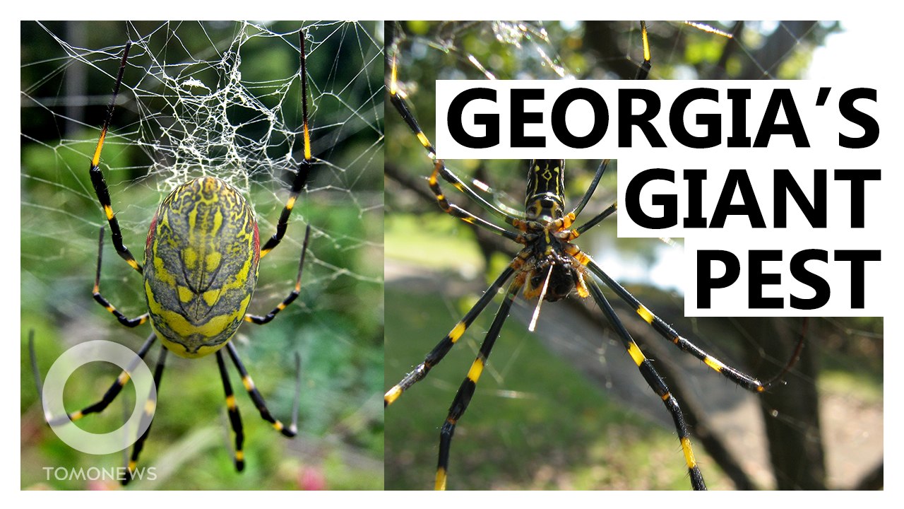 Huge, Alien-Looking Spiders Invading the U.S.