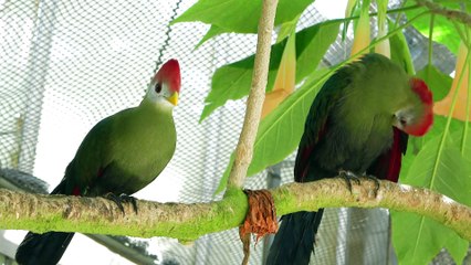 Red-crested Turaco