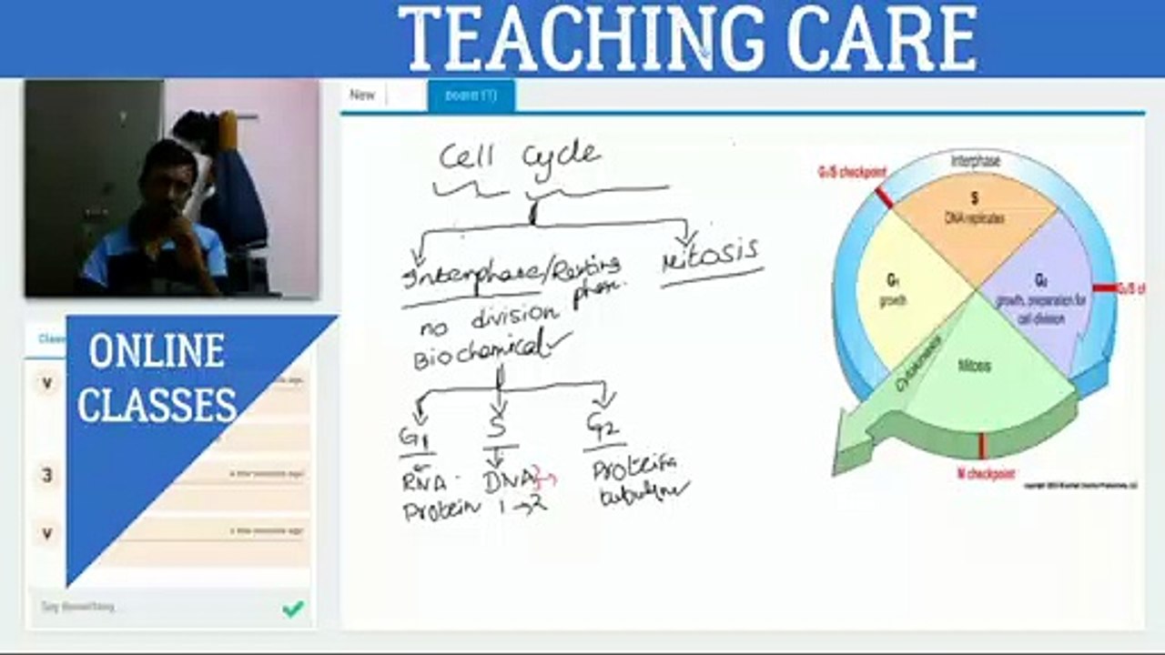 Cell Cycle - Biology Class 11