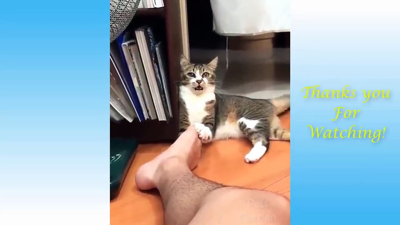 Funniest Pets Don'T Try To Hold Back Laughter