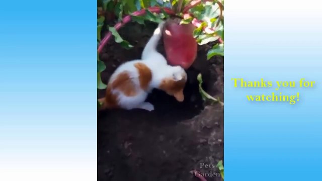 Funny And Cute Cat'S Life - Cats And Owners Are The Best Friends Videos