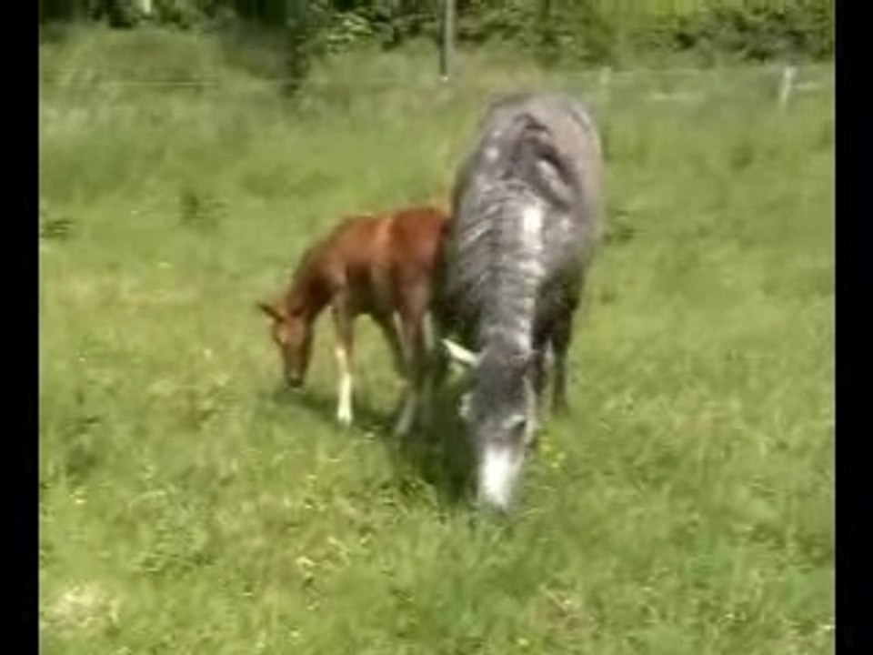 Terenn et triskel web