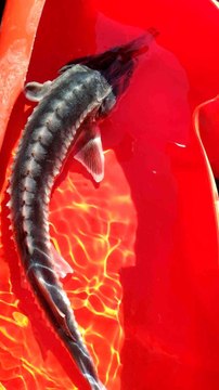 Son dakika haber: Keban Baraj gölünde ikinci defa görüntülendi: Havyarı tam 2 milyon liraya alıcı buluyor