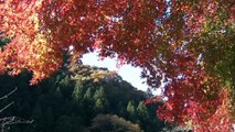 （たおやかインターネット放送)日本の風景関東長野の紅葉Autumn leaves in Kanto Nagano