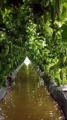 Cận cảnh con đường khổ qua “độc nhất vô nhị” ở miền Tây