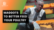 Burkina Faso: Maggots to better feed your poultry