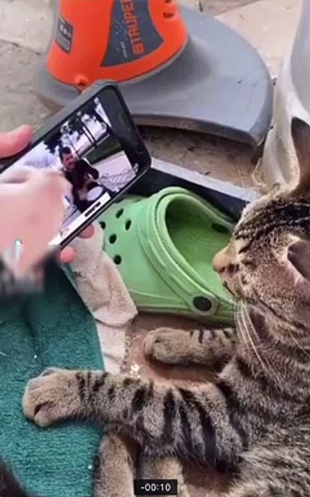 Baby Cats - Cute and Funny Cat Videos Compilation #shortvideo |  Aww Animals