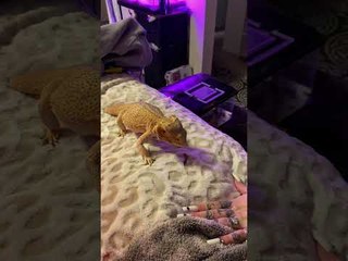 Bearded Dragon Struggles to Catch His Dinner