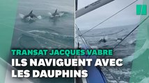 Transat Jacques Vabre: des dauphins avec les skippers au large de la Bretagne