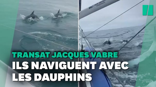 Transat Jacques Vabre: des dauphins avec les skippers au large de la Bretagne
