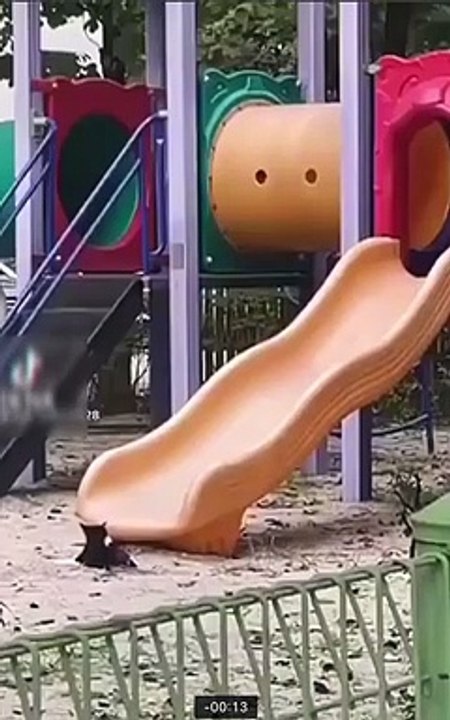 Cute Cats Funny Video 2021 |  #shortvideo