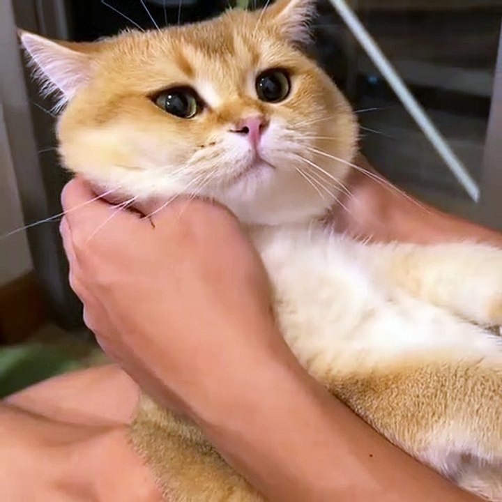Funny Cute Cat Video ❤️❤️ #short