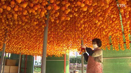 '감의 고장' 충북 영동군, 감산업 특구 2024년까지 연장 / YTN