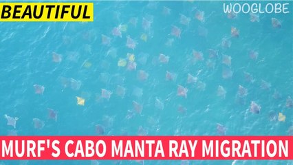 'Murf's Cabo Manta Ray Migration '