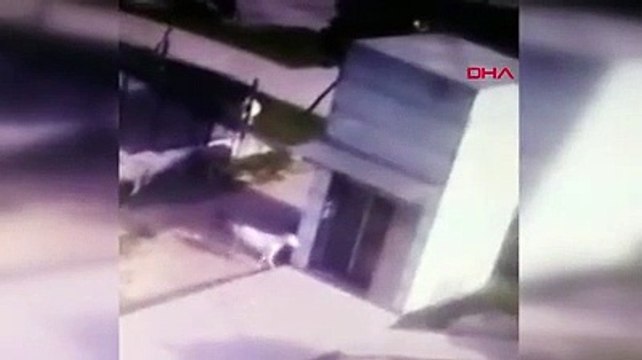 Metro asansörünün camını keçi kırmış