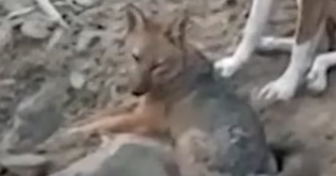 Cette famille péruvienne découvre que son chiot husky sibérien est en réalité... un renard !