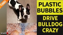 'Silly French Bulldog CAN'T STAND the sound of bubbles popping'