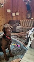 Pooch Goes Paws Up Over Couch